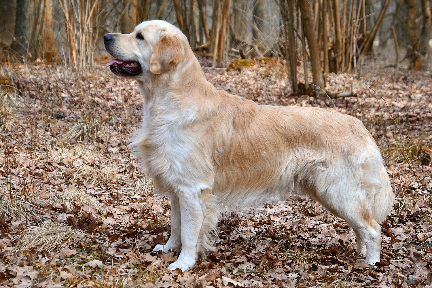 Golden_Retriever_Carlos.jpg