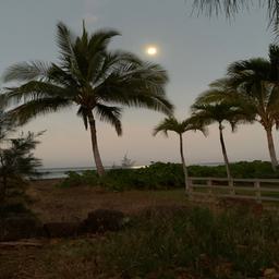 Test image of palm trees